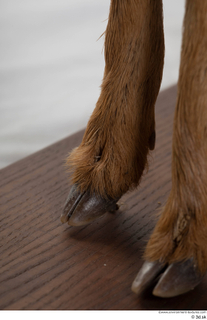 Deer doe foot hoof 0016.jpg